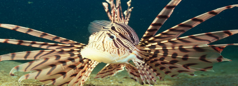 危険な魚と生き物