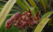 cymbidium-11.JPG